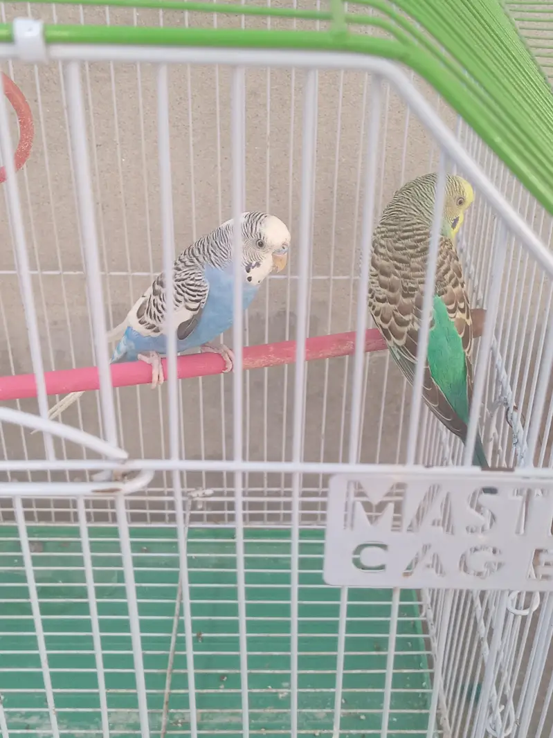 beautiful color full Budgies breeder pair for sale with cage — photo 3