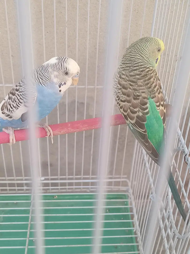 beautiful color full Budgies breeder pair for sale with cage — photo 4