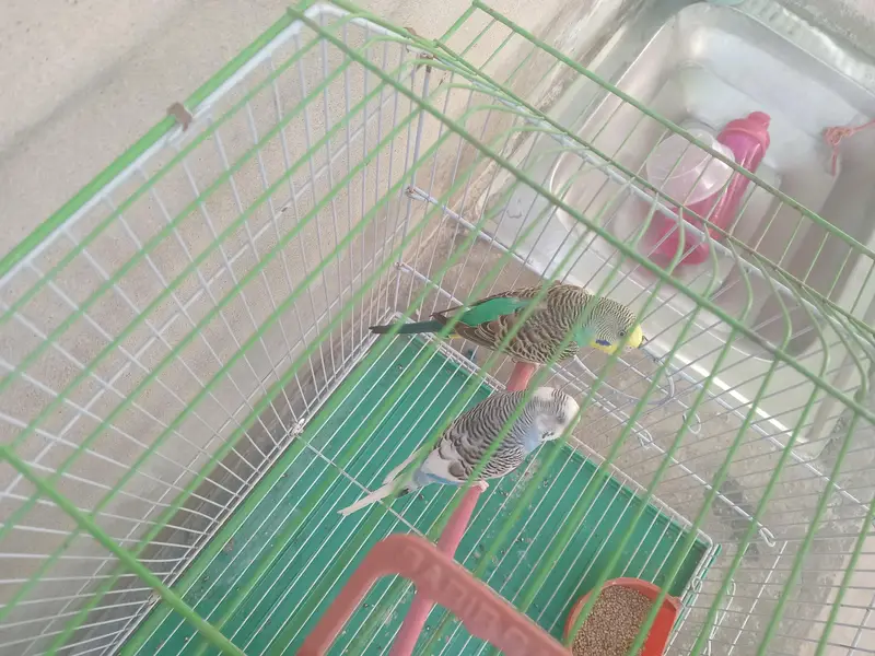 beautiful color full Budgies breeder pair for sale with cage — photo 5