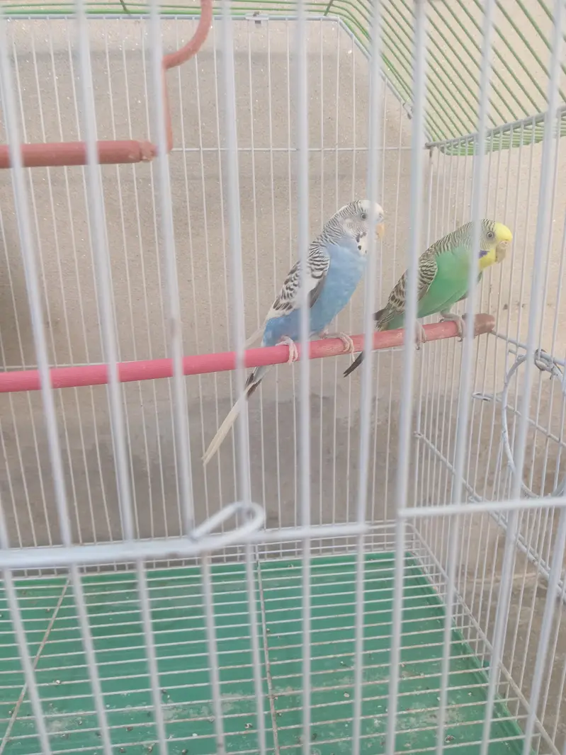 beautiful color full Budgies breeder pair for sale with cage — photo 6