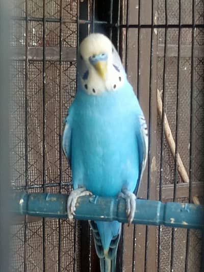 breeder male full active and healthy