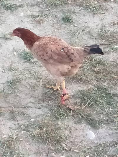 Ghar ki Pali Hui Khubsurat Desi Hen / Murghi For Sale
