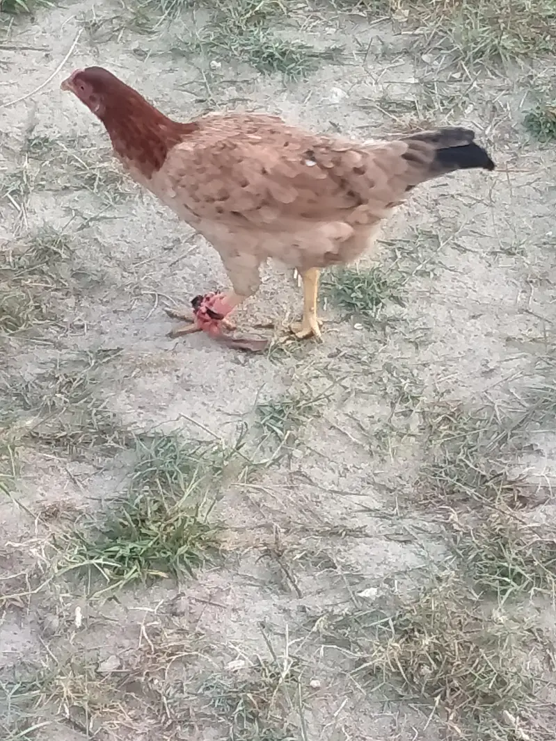 Ghar ki Pali Hui Khubsurat Desi Hen / Murghi For Sale — photo 2