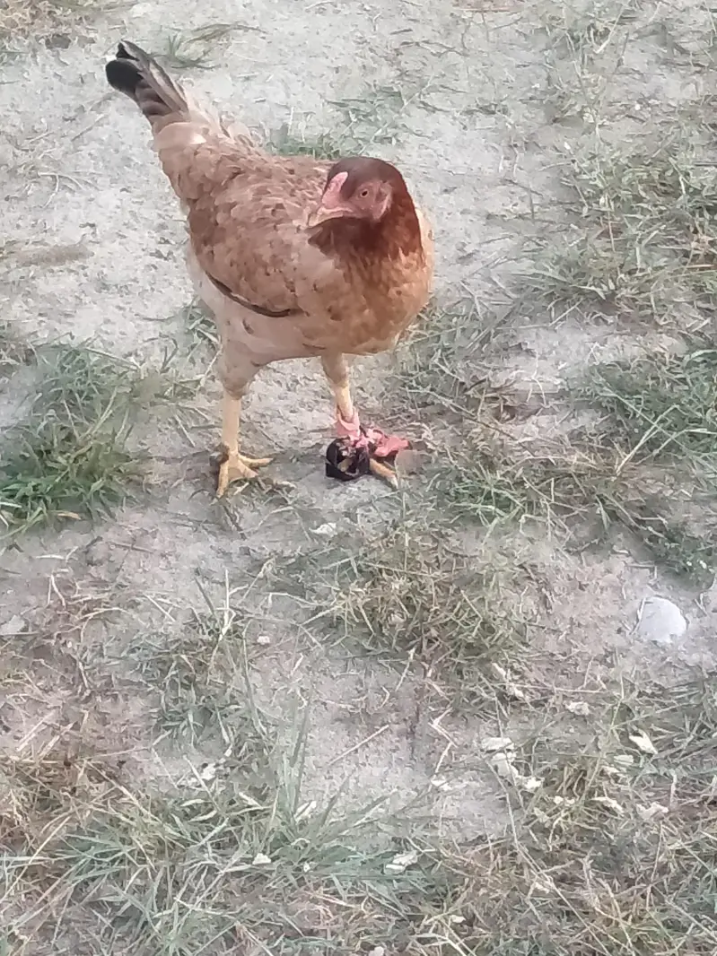 Ghar ki Pali Hui Khubsurat Desi Hen / Murghi For Sale — photo 3