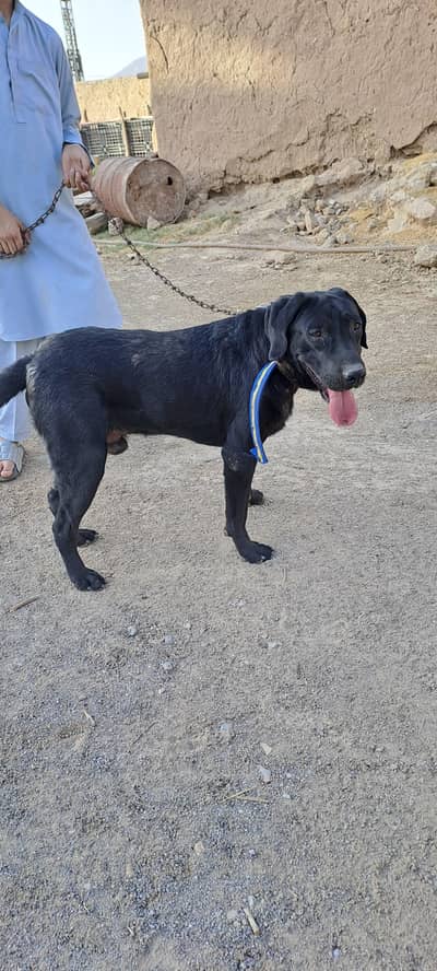 Young labra for sale,08 month sharp,friendly and brave dog