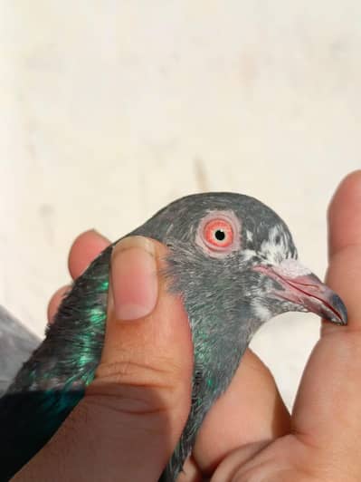 pigeona for sale