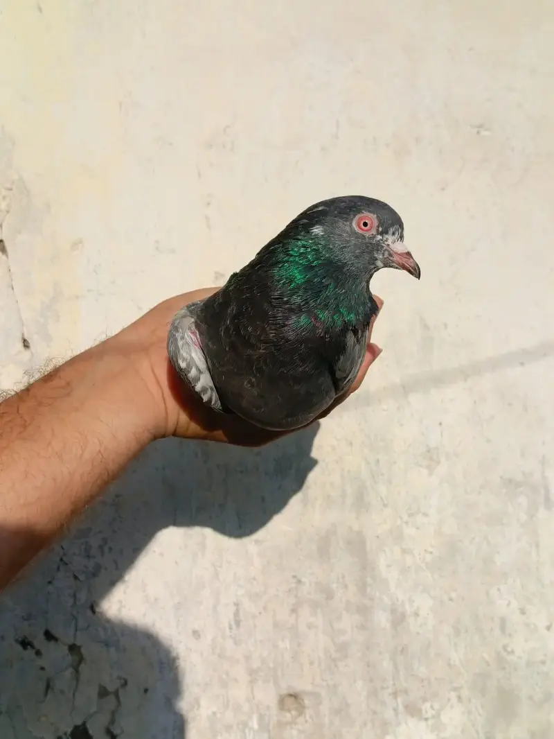 pigeona for sale — photo 2