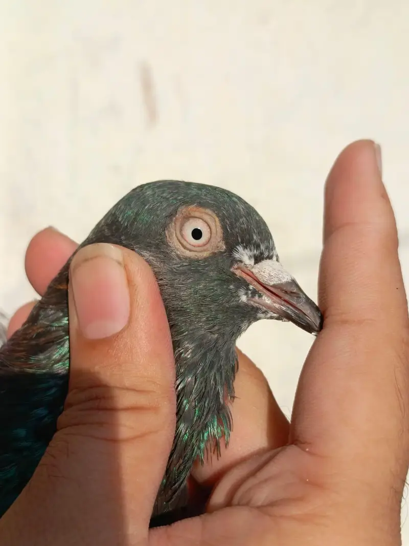 pigeona for sale — photo 3