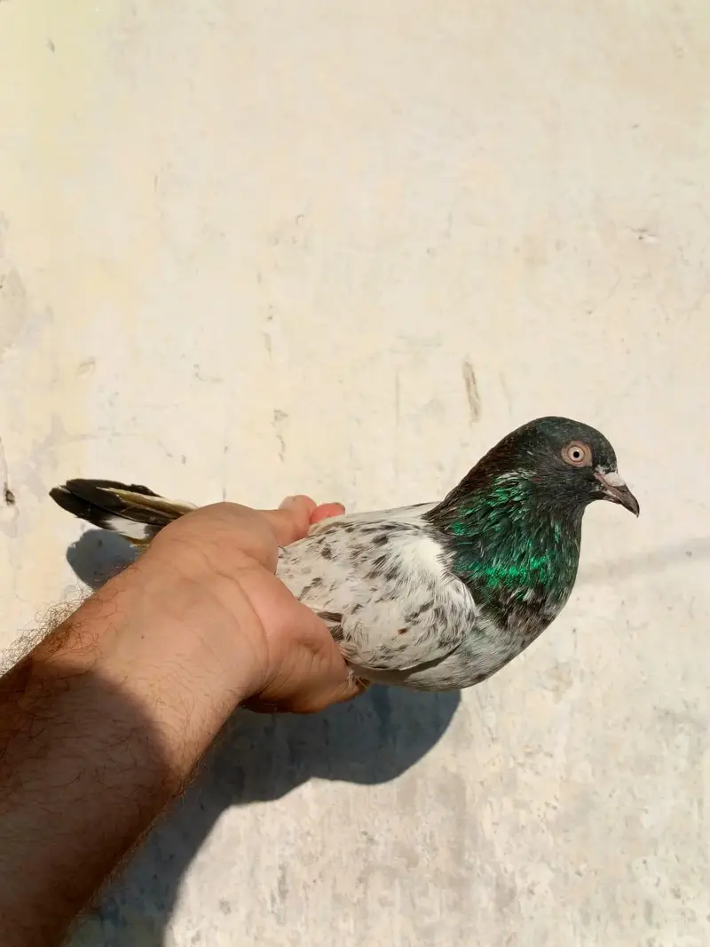 pigeona for sale — photo 4