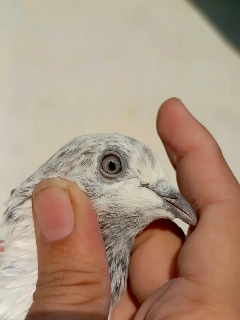 pigeona for sale — photo 5