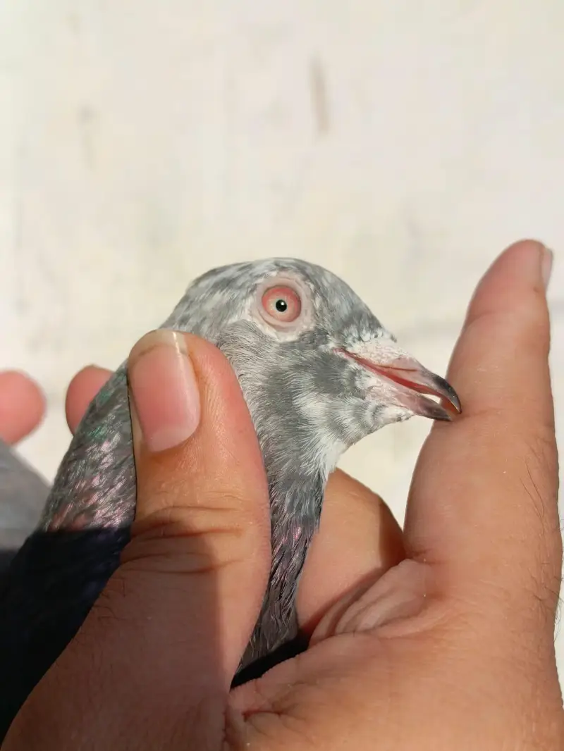 pigeona for sale — photo 7