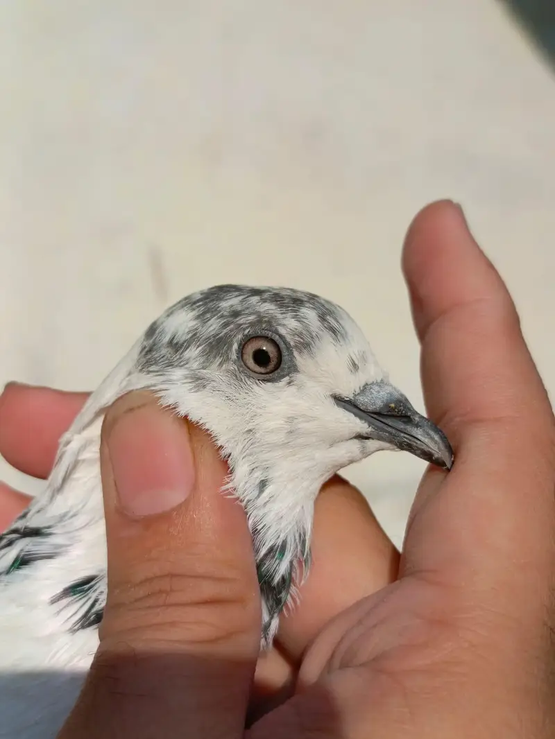 pigeona for sale — photo 8