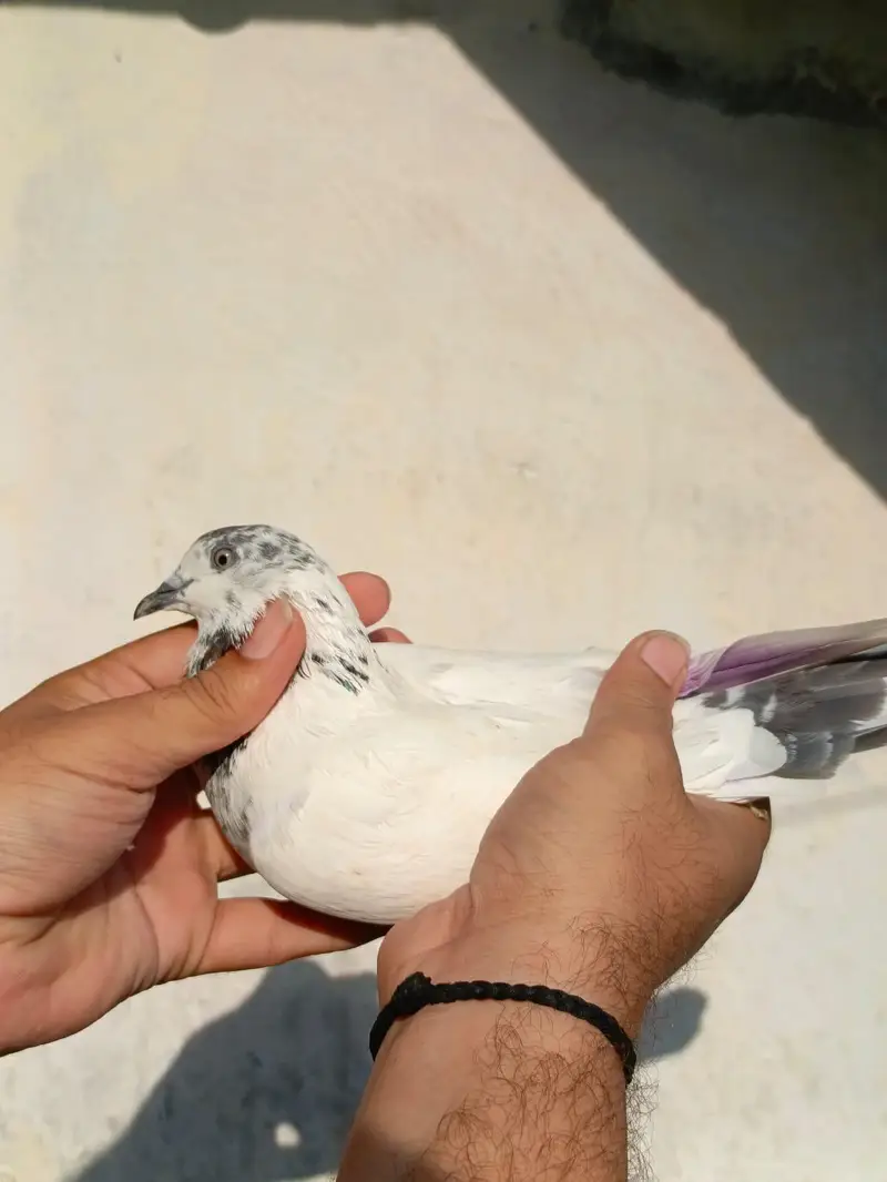 pigeona for sale — photo 9