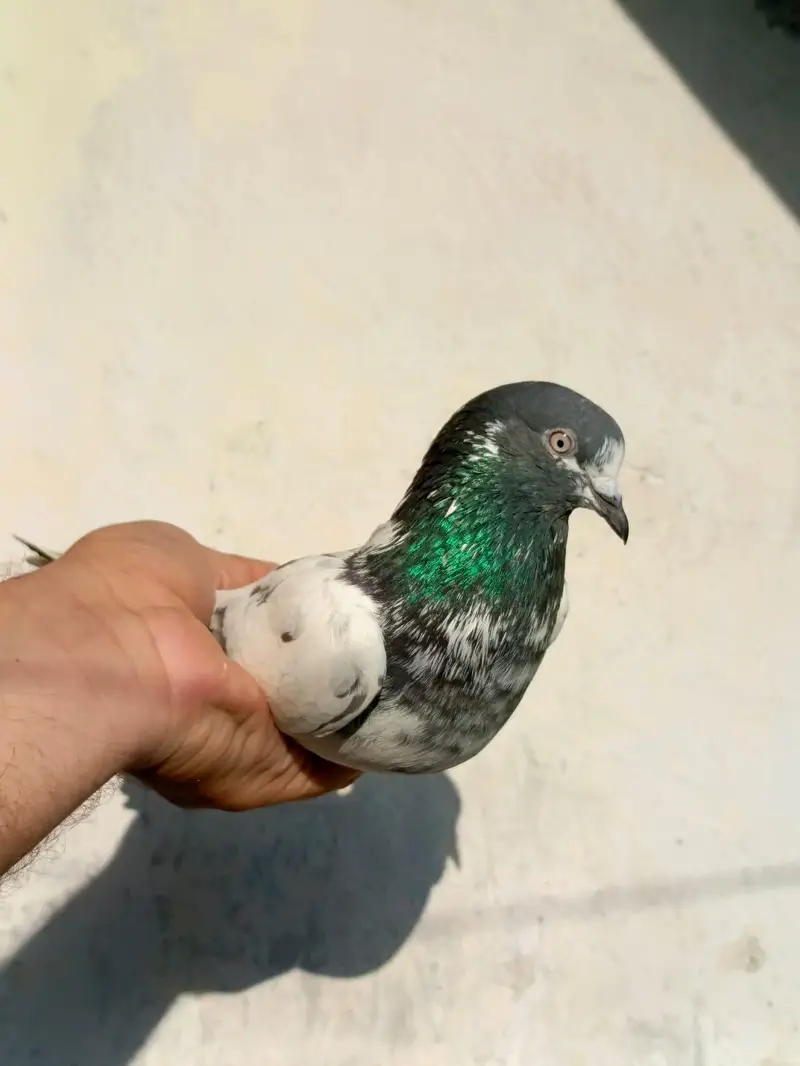pigeona for sale — photo 10