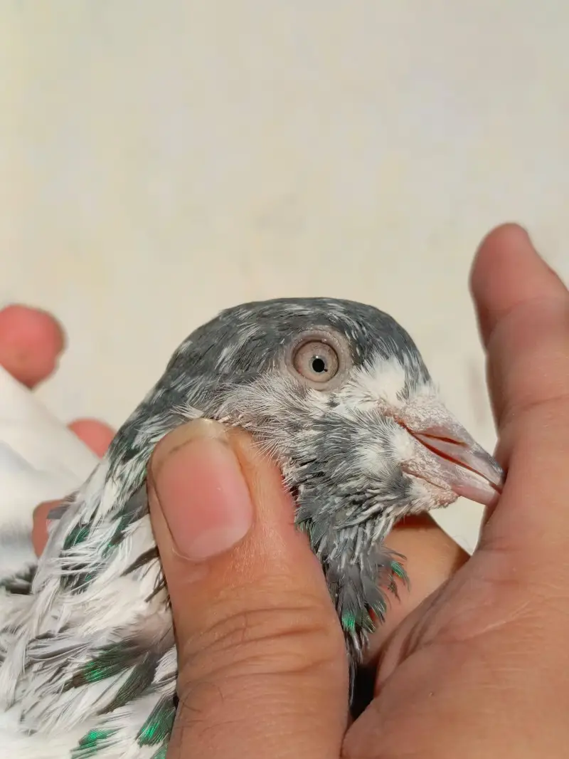 pigeona for sale — photo 11