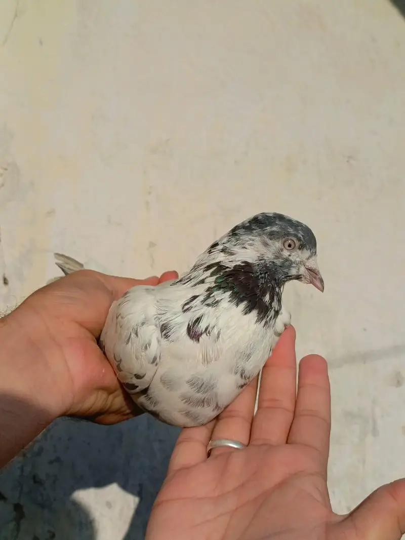 pigeona for sale — photo 12