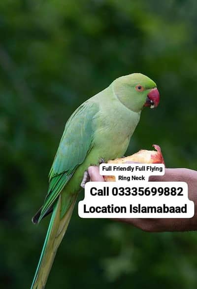 Hand Tamed Full Friendly Full Flying Green Ring Neck Male Parrot Jumbo