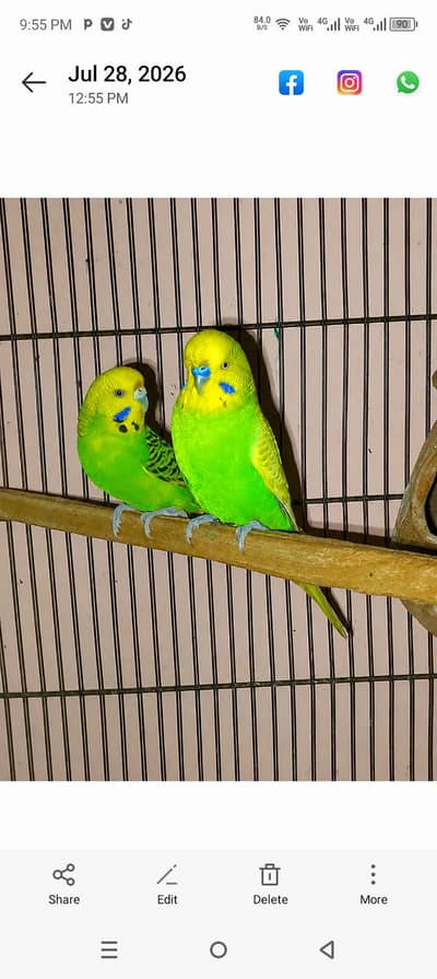 Full king size breeder pair.