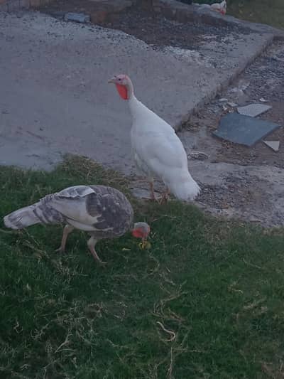 Turkey birds