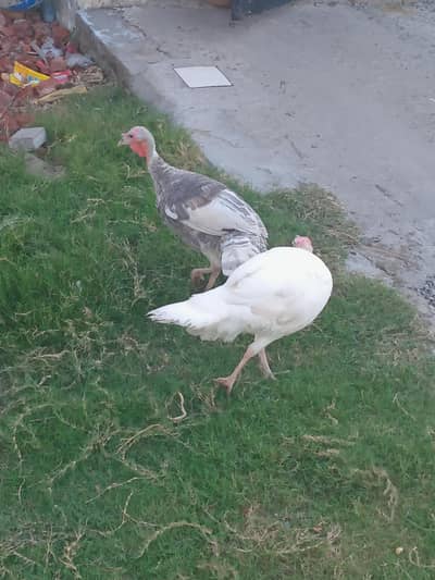 Turkey breeder females
