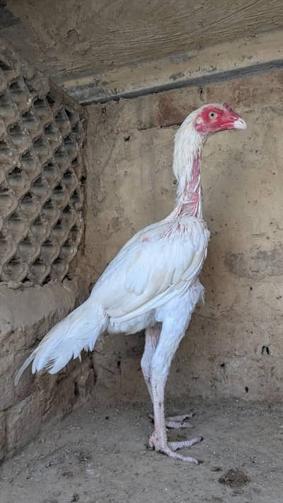 high quality Heera aseel patha