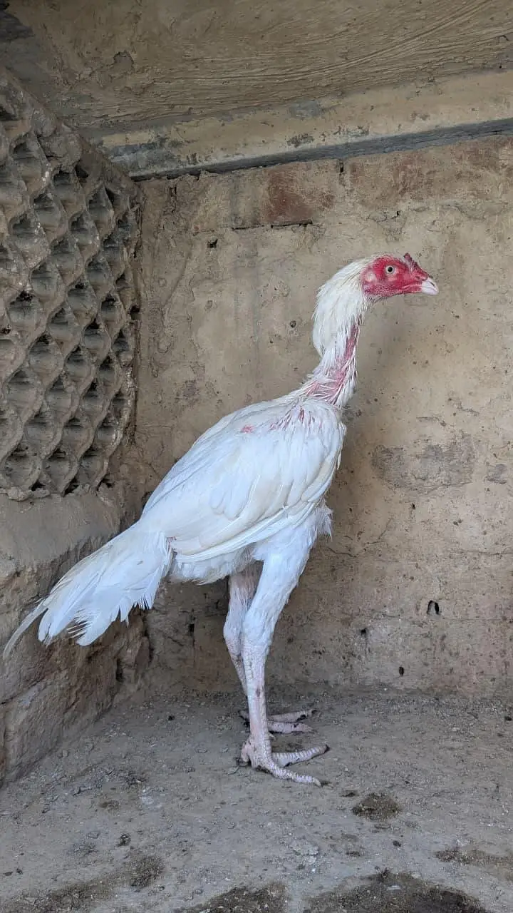 high quality Heera aseel patha — photo 2