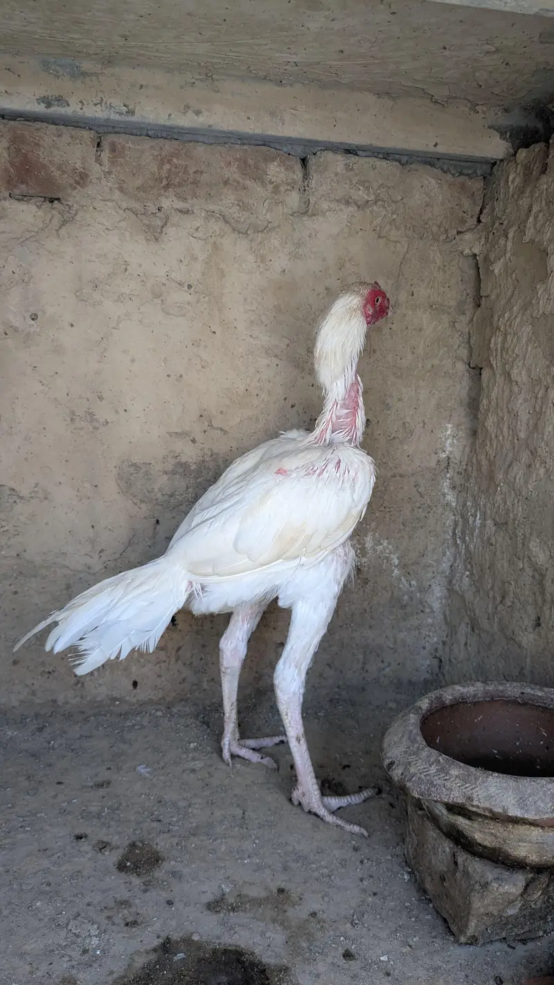 high quality Heera aseel patha — photo 3