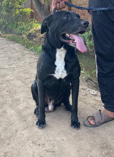 Labaray dog  vaccination card b ha 03187657455 contact