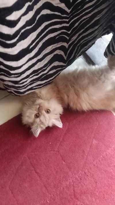beautiful persian young male 8 month kitten