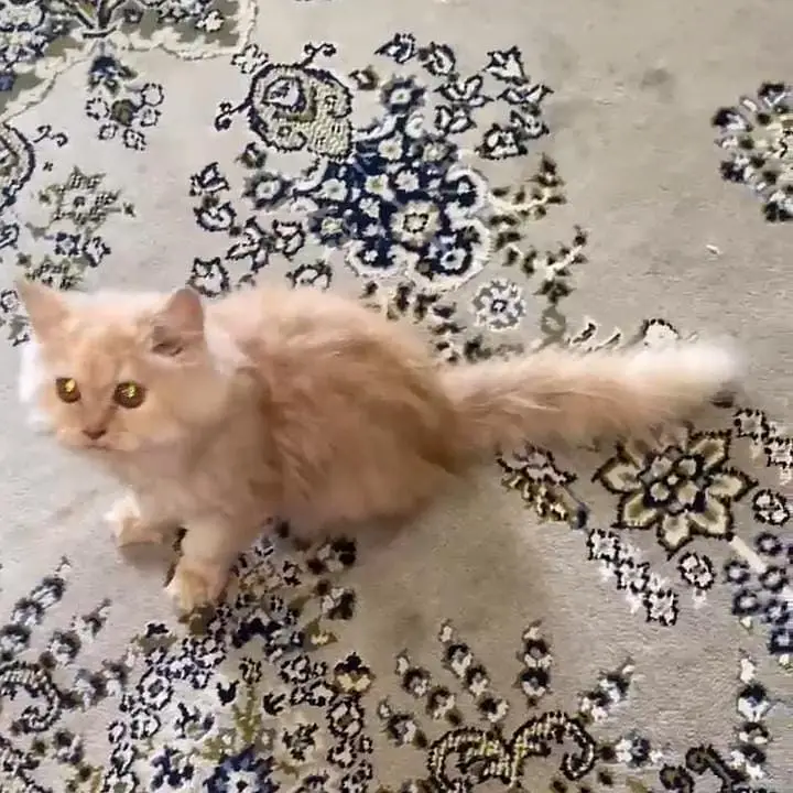 beautiful persian young male 8 month kitten — photo 3