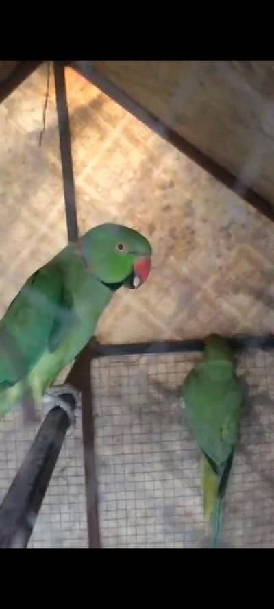 ringneck breeder and taking pair healty active