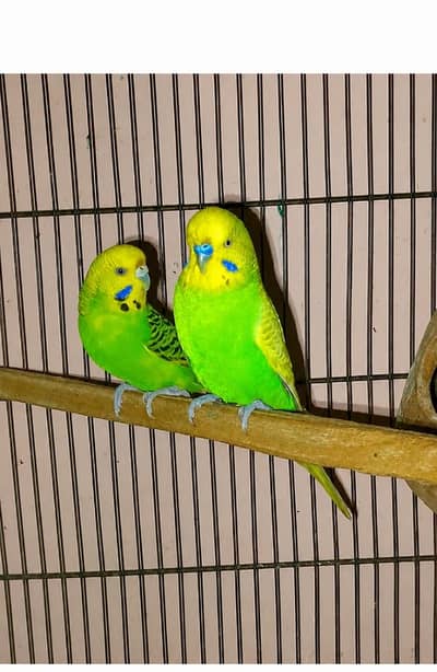 Full king size breeder pair.