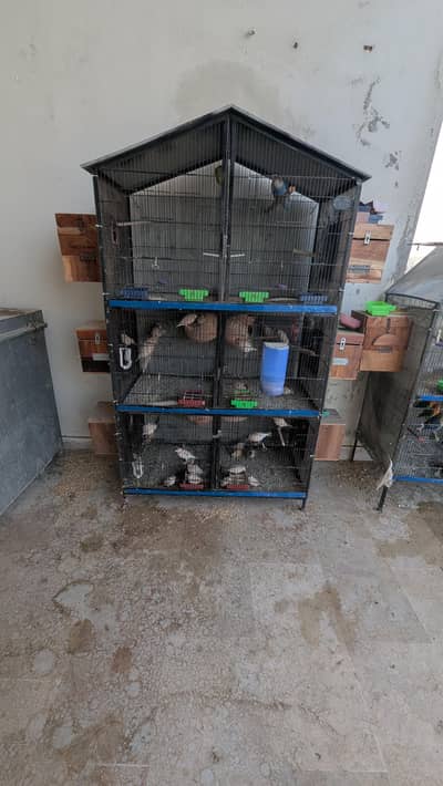 Angle Bird Cage for sale