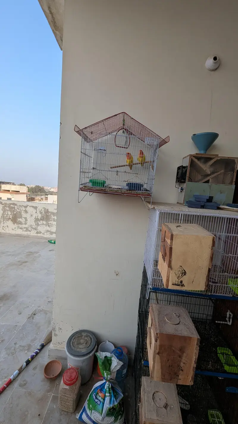 Angle Bird Cage for sale — photo 3