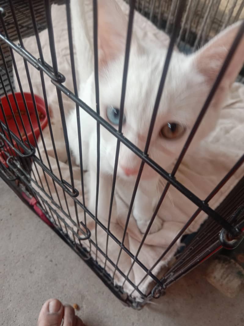 lucky cat 2