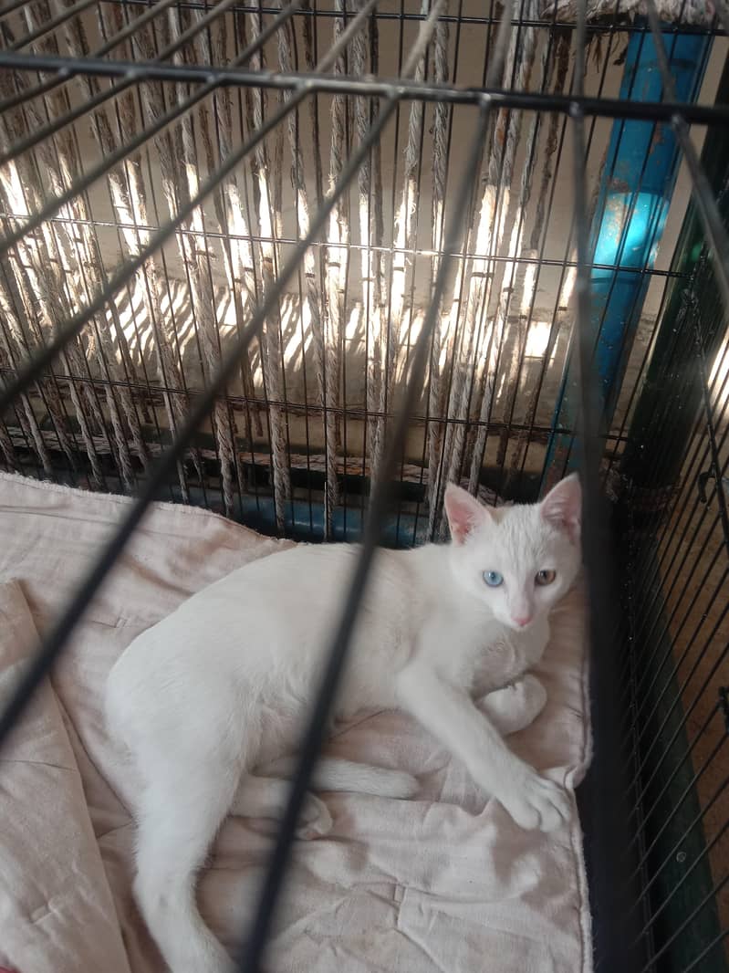 lucky cat 3
