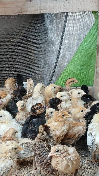 golden misri chicks for sale