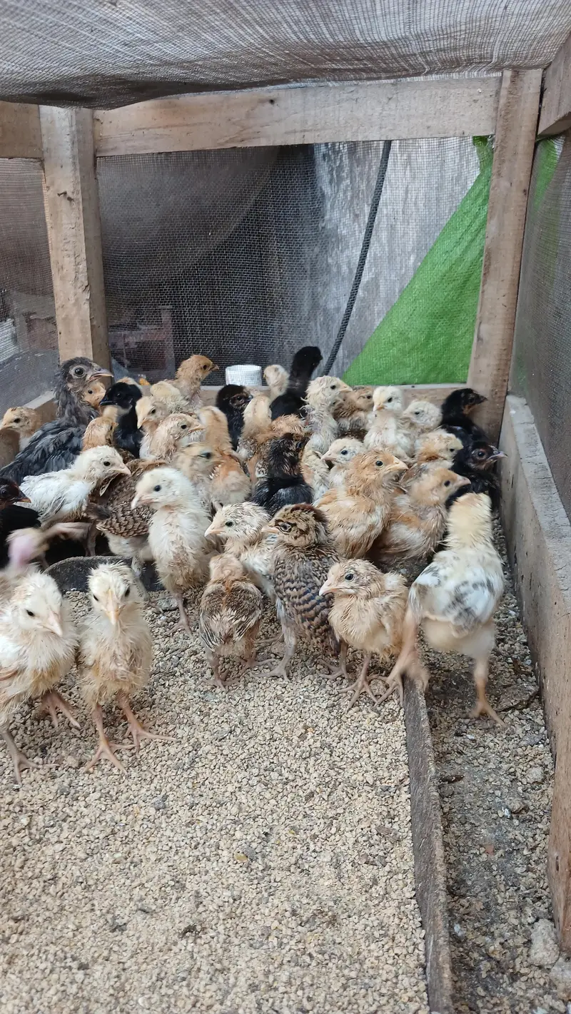 golden misri chicks for sale — photo 2