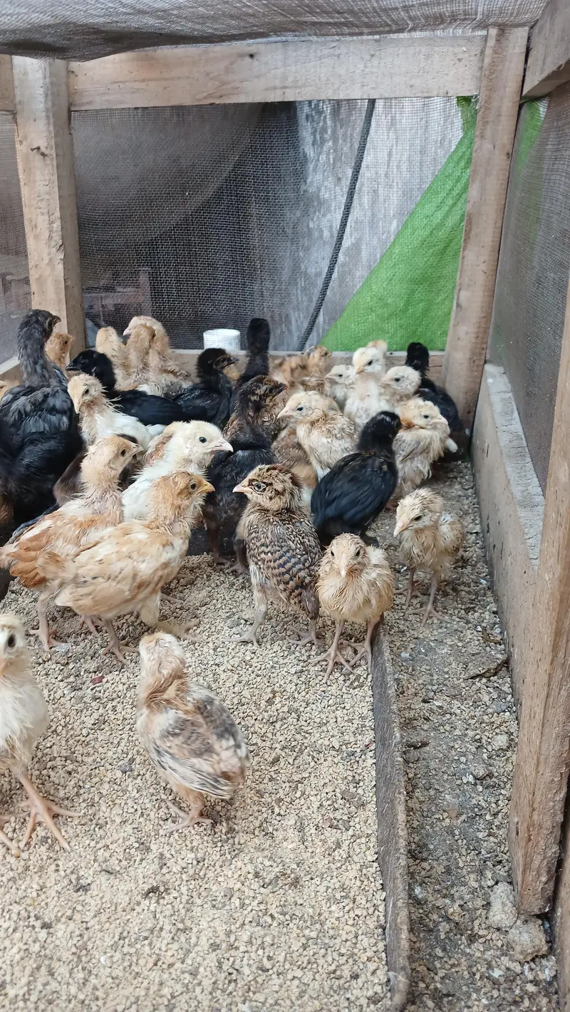 golden misri chicks for sale — photo 3