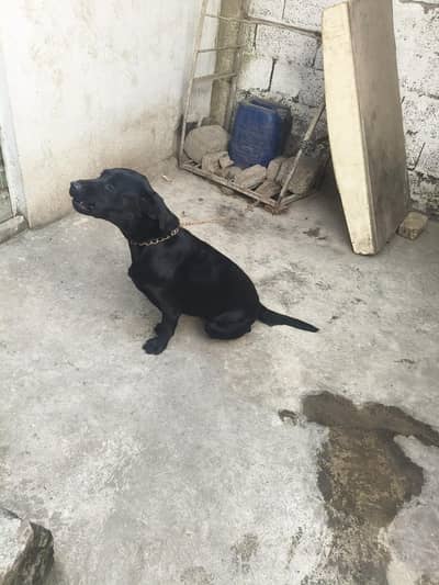Labrador dog female