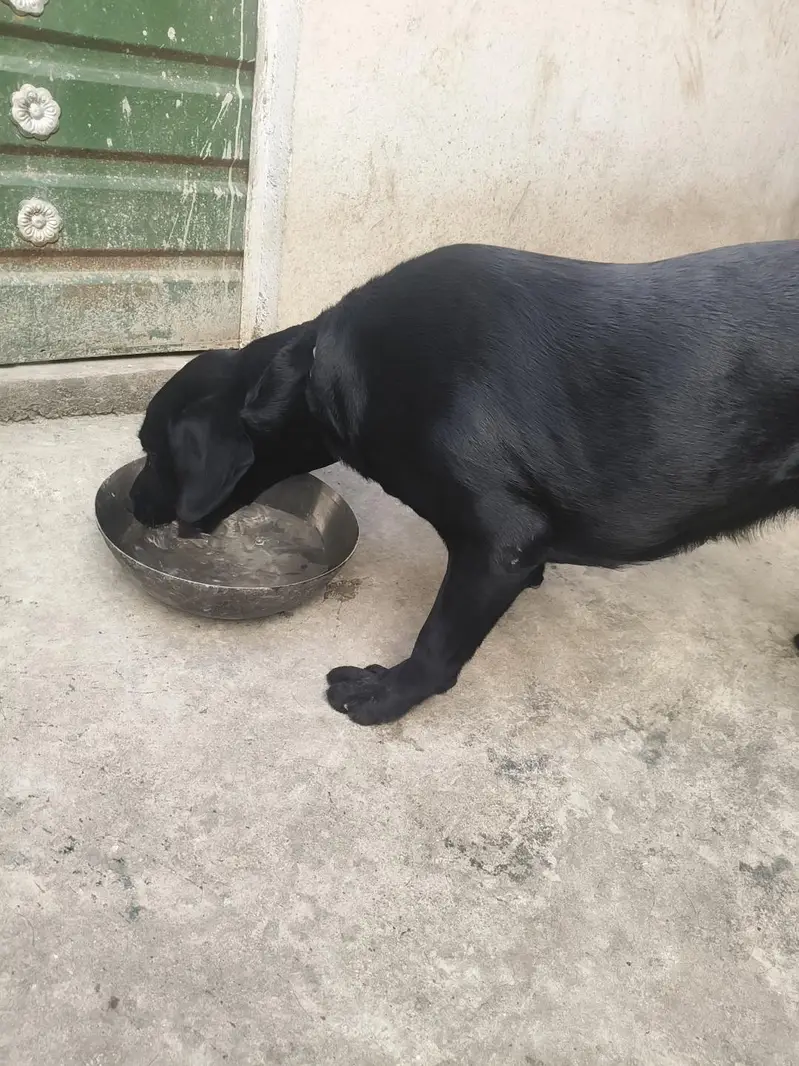 Labrador dog female — photo 2