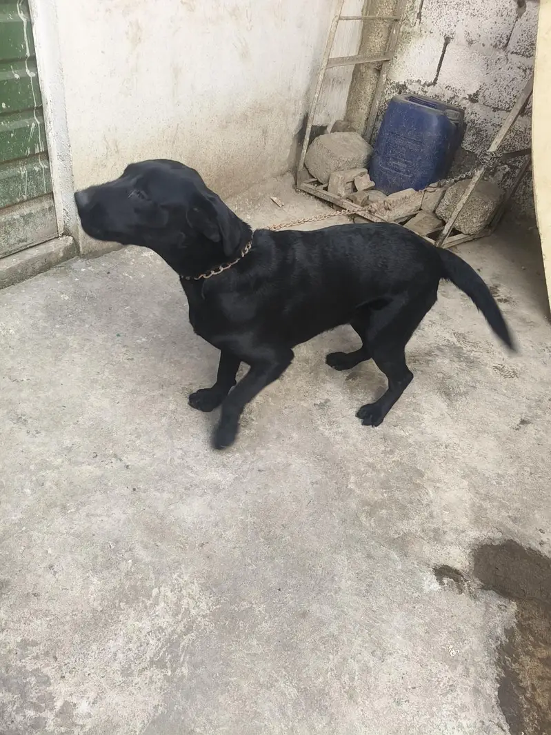 Labrador dog female — photo 3