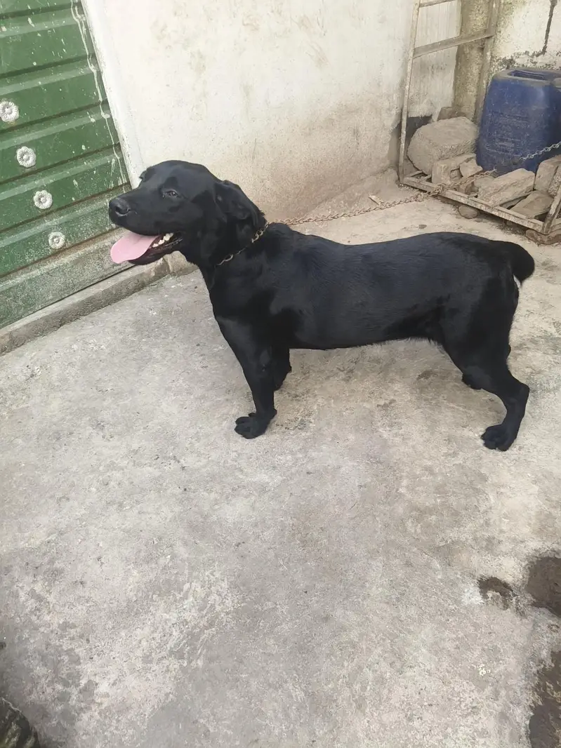 Labrador dog female — photo 4