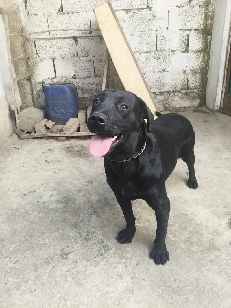 Labrador dog female — photo 5