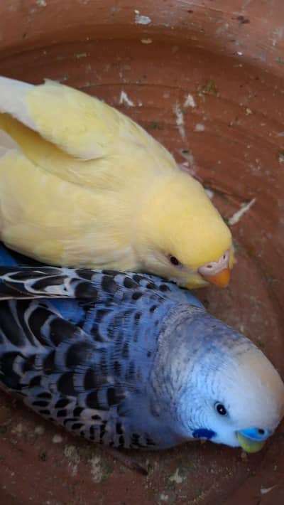 six budgies for sale
