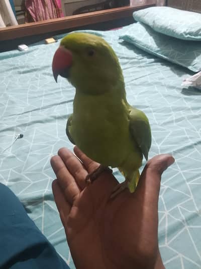 Breedar Pears