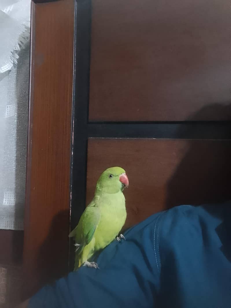 Breedar Pears - Parrots - 1120358792