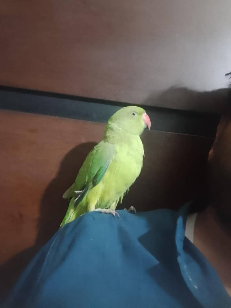 Breedar Pears - Parrots - 1120358792