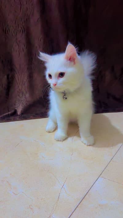 Persian breeder cat