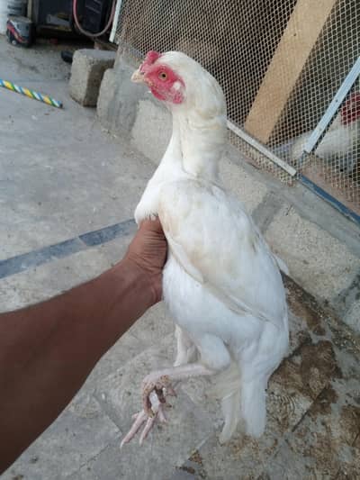 Heera murgi
